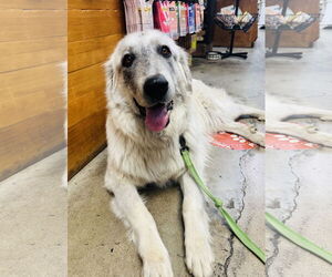 Great Pyrenees Dogs for adoption in Marina Del Rey, CA, USA