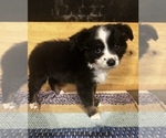 Puppy Minnie Miniature Australian Shepherd