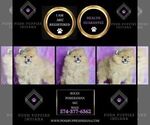 Small Photo #72 Pomeranian Puppy For Sale in WARSAW, IN, USA