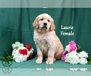 Medium English Cream Golden Retriever