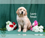 Puppy Laurie Cavapoo