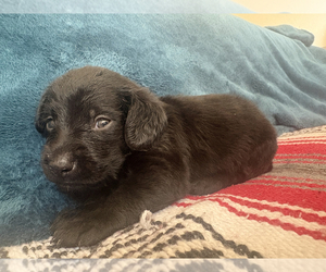 Doxiepoo (Standard) Puppy for sale in BLMGTN, IN, USA