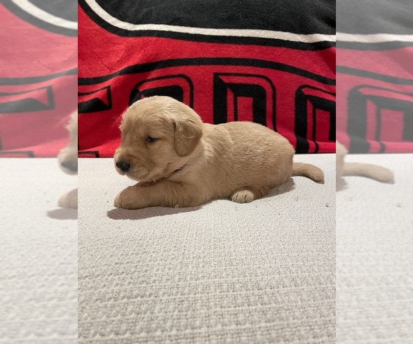 Medium Photo #1 Golden Retriever Puppy For Sale in BISHOP, GA, USA