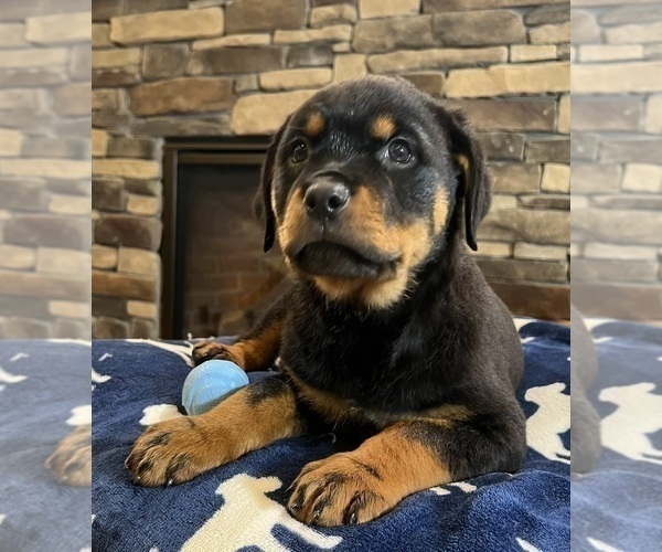 Medium Photo #8 Rottweiler Puppy For Sale in NOBLESVILLE, IN, USA