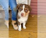 Small #5 Australian Shepherd
