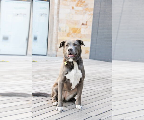 Medium Photo #7 Labrador Retriever-Unknown Mix Puppy For Sale in Sandy, UT, USA