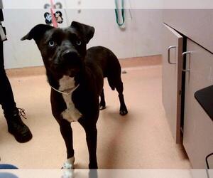 American Pit Bull Terrier-Unknown Mix Dogs for adoption in Martinez, CA, USA