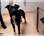 Small American Pit Bull Terrier Mix