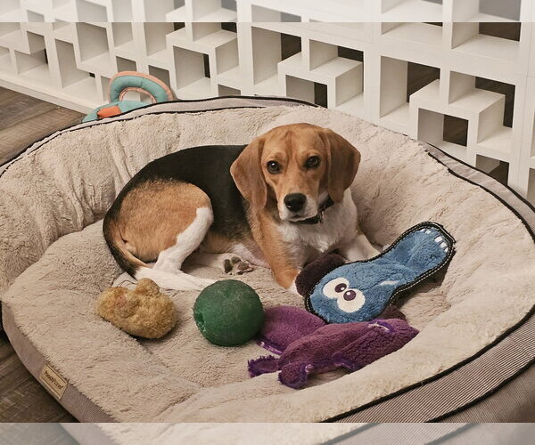 Medium Photo #4 Beagle Puppy For Sale in Las Vegas, NV, USA