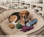 Small #3 Beagle