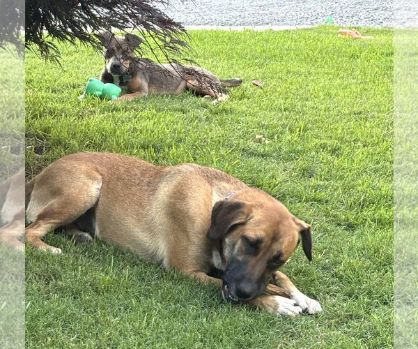 Medium Photo #3 Black Mouth Cur-German Shepherd Dog Mix Puppy For Sale in Wakefield, RI, USA
