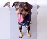 Small Chihuahua Mix