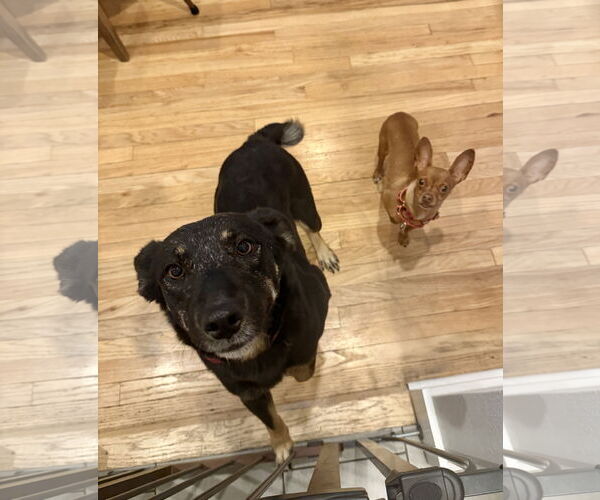 Medium Photo #3 Mutt Puppy For Sale in Aurora, CO, USA