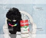 Small #4 Poodle (Toy)
