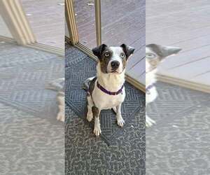 Catahoula Leopard Dog-Unknown Mix Dogs for adoption in pomfret, CT, USA