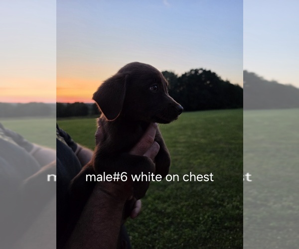 Medium Photo #12 Aussiedor Puppy For Sale in COOPERSTOWN, PA, USA