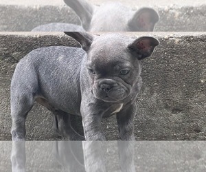 French Bulldog Dog for Adoption in WASHINGTON, District of Columbia USA