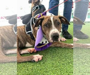Jimmy - Louisiana Litter - Male Mutt Dog for Adoption - Photo #7