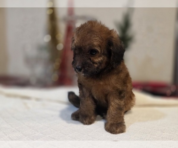 Medium Photo #12 Goldendoodle (Miniature) Puppy For Sale in DUBLIN, TX, USA