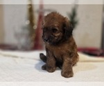 Small Photo #12 Goldendoodle (Miniature) Puppy For Sale in DUBLIN, TX, USA