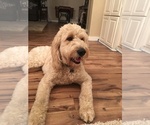 Small Photo #1 Goldendoodle Puppy For Sale in COQUILLE, OR, USA