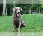 Small Photo #1 Labrador Retriever Puppy For Sale in ALLENSVILLE, OH, USA