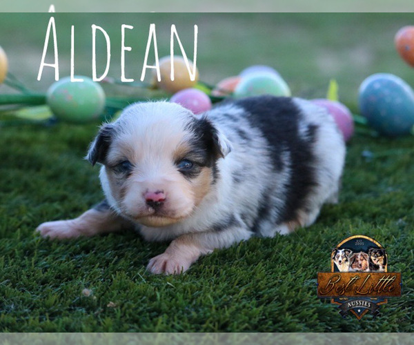 Medium Photo #30 Miniature Australian Shepherd Puppy For Sale in GRANBURY, TX, USA