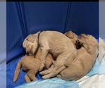 Small Photo #16 Goldendoodle Puppy For Sale in NEW YORK, NY, USA