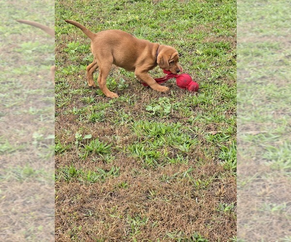 Medium Photo #5 Labrador Retriever Puppy For Sale in ACUSHNET, MA, USA