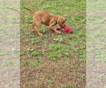 Small #4 Labrador Retriever
