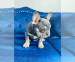 Small #6 French Bulldog