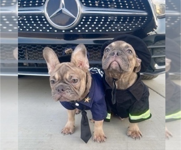 Medium Photo #7 French Bulldog Puppy For Sale in HOUSTON, TX, USA