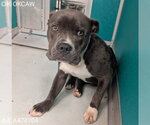 Small Mutt