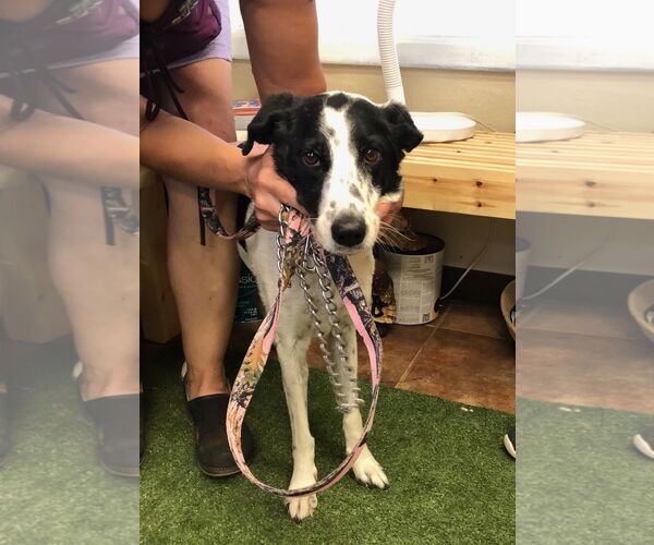 Medium Photo #3 Border Collie-English Springer Spaniel Mix Puppy For Sale in Amarillo, TX, USA