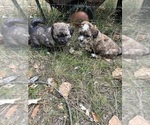Small #3 Poodle (Miniature)-Shih-Poo Mix
