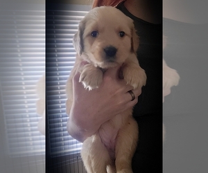 Golden Retriever Puppy for sale in PHELAN, CA, USA