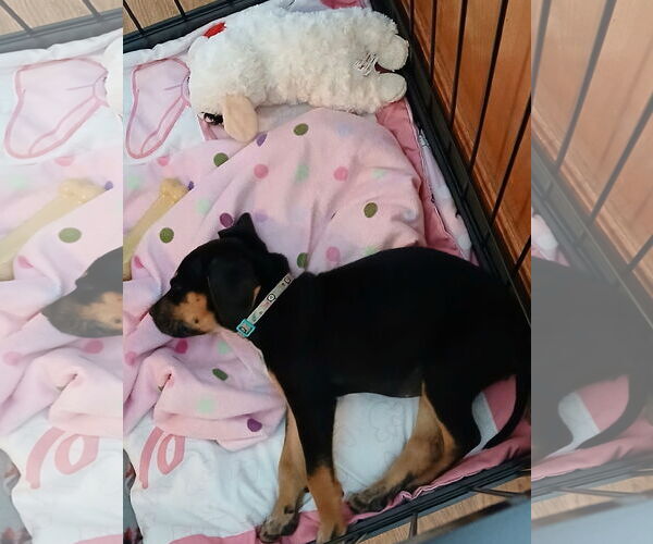 Medium Photo #7 Doberman Pinscher-Unknown Mix Puppy For Sale in Minneaoplis, MN, USA