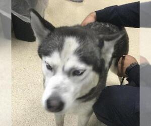 Siberian Husky-Unknown Mix Dogs for adoption in Riverside, CA, USA