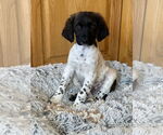 Small German Shorthaired Pointer Mix