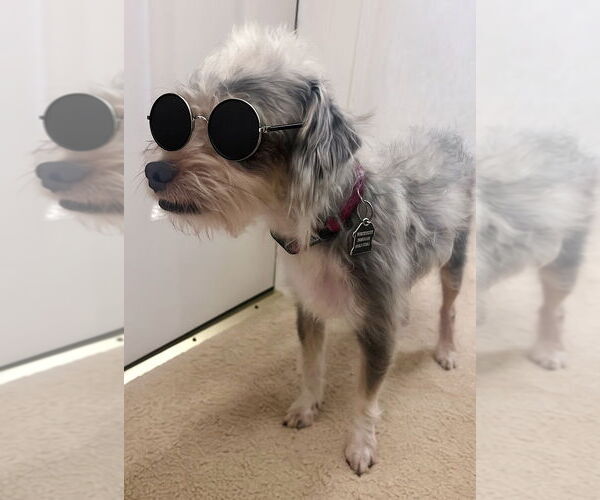 Medium Photo #5 Mutt Puppy For Sale in Mundelein, IL, USA