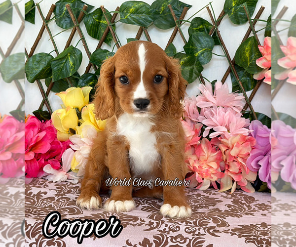 Medium Photo #1 Cavalier King Charles Spaniel Puppy For Sale in MIAMI, FL, USA