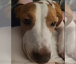 Small Dachshund Mix