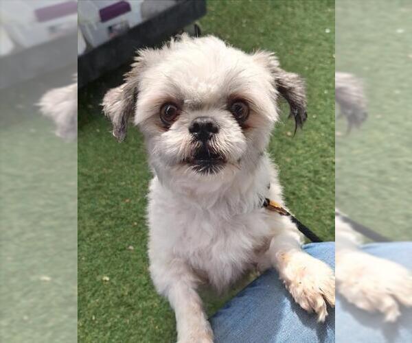 Medium Photo #1 Shih Tzu-Unknown Mix Puppy For Sale in Woodland, CA, USA