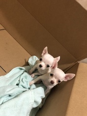 Chihuahua Puppy for sale in BUFFALO, NY, USA