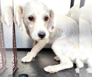 Poodle (Miniature) Dogs for adoption in San Antonio, TX, USA