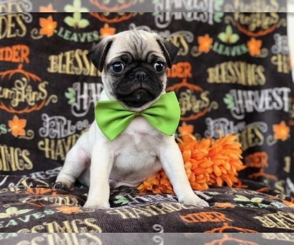 Medium Photo #2 Pug Puppy For Sale in LAKELAND, FL, USA