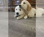 Small #5 English Cream Golden Retriever
