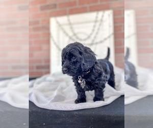 Aussiedoodle Miniature  Puppy for sale in JEROME, MI, USA