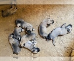 Small Photo #2 Kangal Dog Puppy For Sale in MESA, AZ, USA