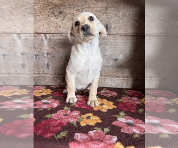 Medium Photo #8 Labrador Retriever Puppy For Sale in VERMONTVILLE, MI, USA